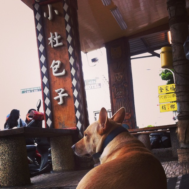kendingdog