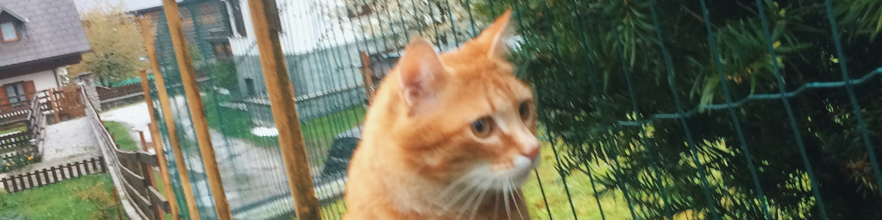意大利的小猫